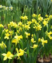 Bärtschi Blumen Pflanzen Floristik Bild 14