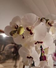 Marty Fleurs image 19