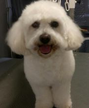 Chadog Toilettage image 14