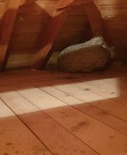 ahs - Schädlingsbekämpfung Abrell Bild 3