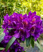 Pépinière des Aspres image 10