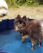 Keep Cool Dog image 12