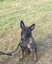 Amis Dogs 76 image 5