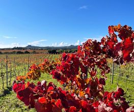 Domaine de Tanella image 4