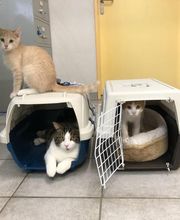 Tierärzte Team Aurora AG Bild 7