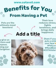 COTA Veterinary image 9