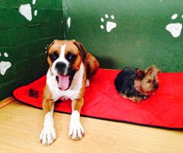 RESIDENCIA CANINA SORIA imagen 11