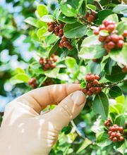 DALLMAYR Distribution Automatique image 13