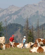 Hotel Alphorn Gstaad GmbH Bild 14