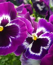 Jardinerie Fleuristerie Hämmerli SNC Bild 4