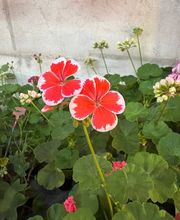 Ralf Paul Pelargonien (Para's) Bild 5