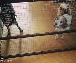 RESIDENCIA CANINA SORIA imagen 19