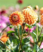 Agroservice Huber AG Bild 2