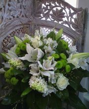 Chlorophylle image 2