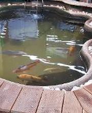 Teichfische im DAS FUTTERHAUS Schwarzenbek