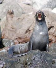 Robben in Socorro - Tauchkreuzfahrt mit Absolut Scuba