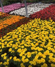 Pinel Olivier image 3