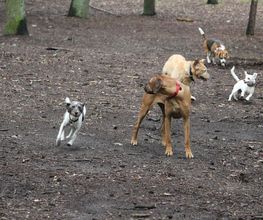 Hunde-Mobil Berlin Bild 2