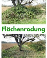 Flächenrodung