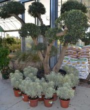 Pépinières de Corme Royal image 1