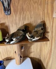 Independence Ranch image 3