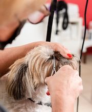 Tom&Co Nimes image 2