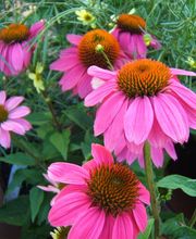 Alex Marie-Aymée image 1