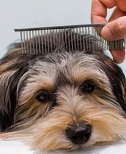 Funny Dog image 1