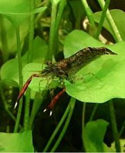 Katjas Wirbellose Bild 7