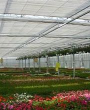Renou Horticulture image 1