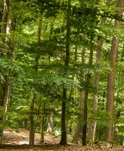 FriedWald Kisdorf Bild 8