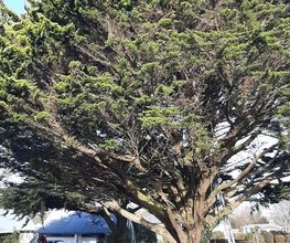 Arbres-Eco image 9