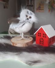 JARDIN DES MARMOTTES image 6