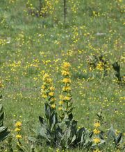 Estival Karine image 2