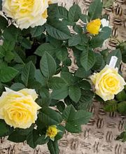 Blumen Steinhilber Weiden Bild 6