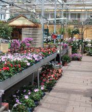 Blumen Eichenberger Oberrieden Bild 7