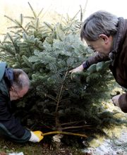 Dissmann Weihnachtsbäume Bild 5