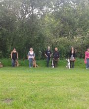 Amis Dogs 76 image 10