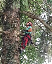 Arborée conseil Thouron image 2