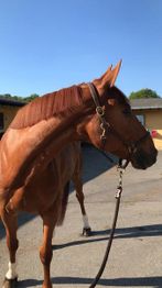 Arradon Equitation