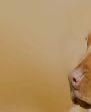 Animal Health Care Denver image 6