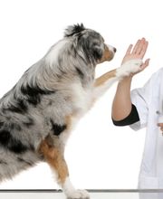 Callavet GmbH tierärztlicher Notdienst Bild 1