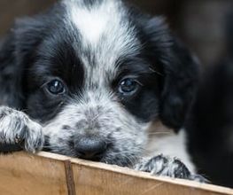 Zürcher Tierschutz Bild 10