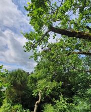 A'rborescence & Paysage Sàrl Bild 1