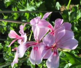 Flor Et Sens image 5