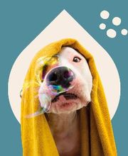 Tom&Co Challans image 5