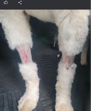 Lashley Animal Hospital image 17