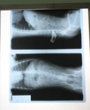 Argos Clínica Veterinaria imagen 18