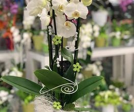 Fleur Holland Blumen Bild 1
