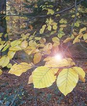 Pietät Wegmann GmbH Bild 2